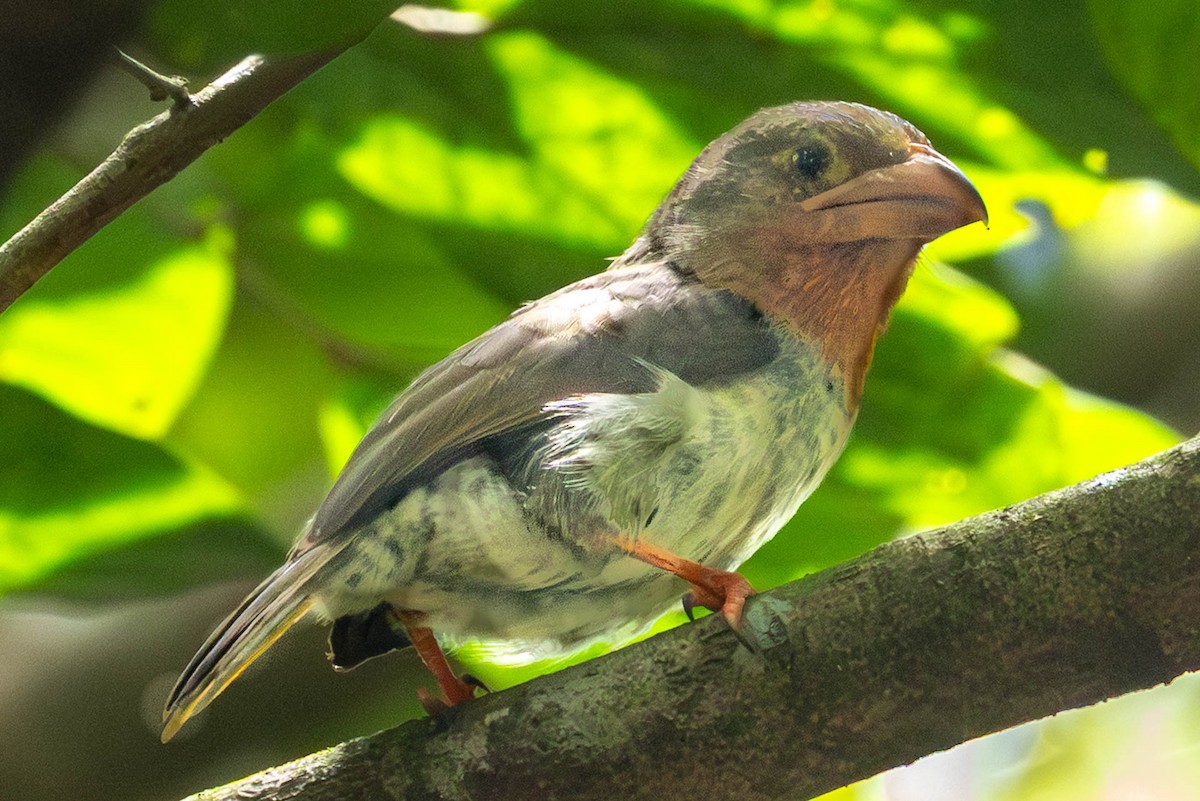 Brown Barbet - ML642781739