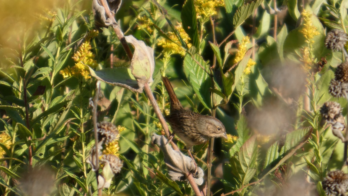 Lincoln's Sparrow - ML642781743