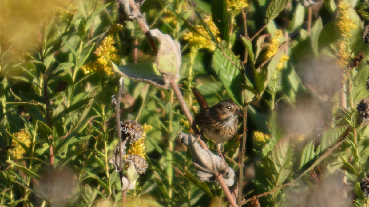 Lincoln's Sparrow - ML642781744