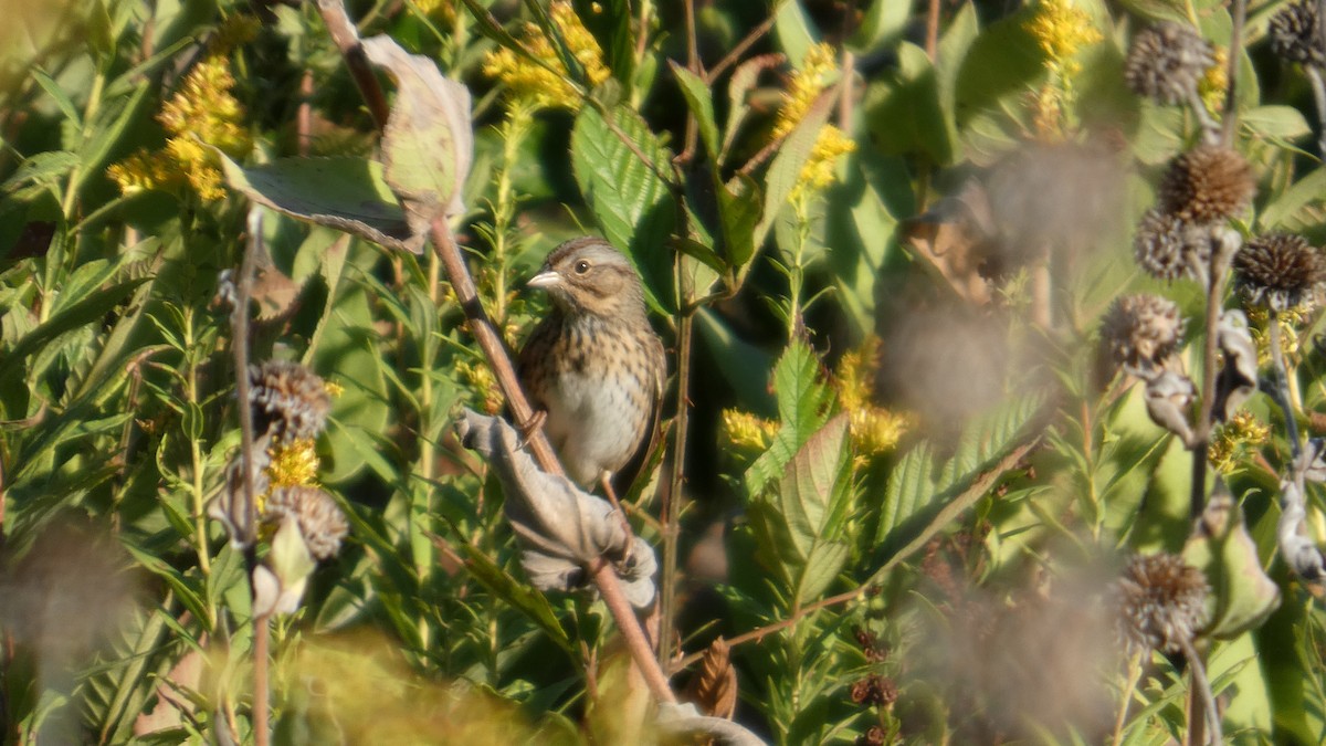 Lincoln's Sparrow - ML642781745