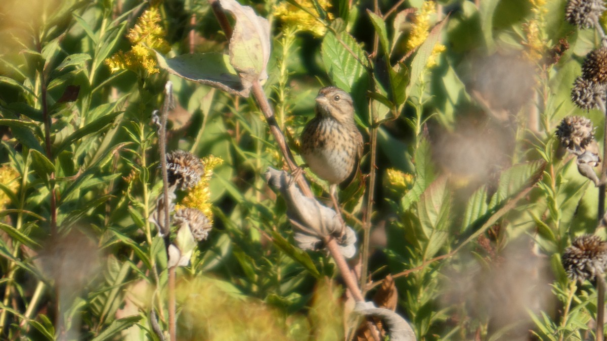 Lincoln's Sparrow - ML642781746
