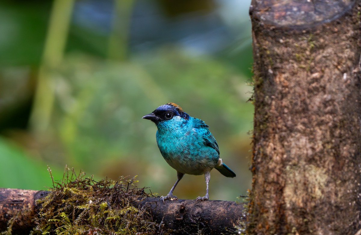 Golden-naped Tanager - ML642781747