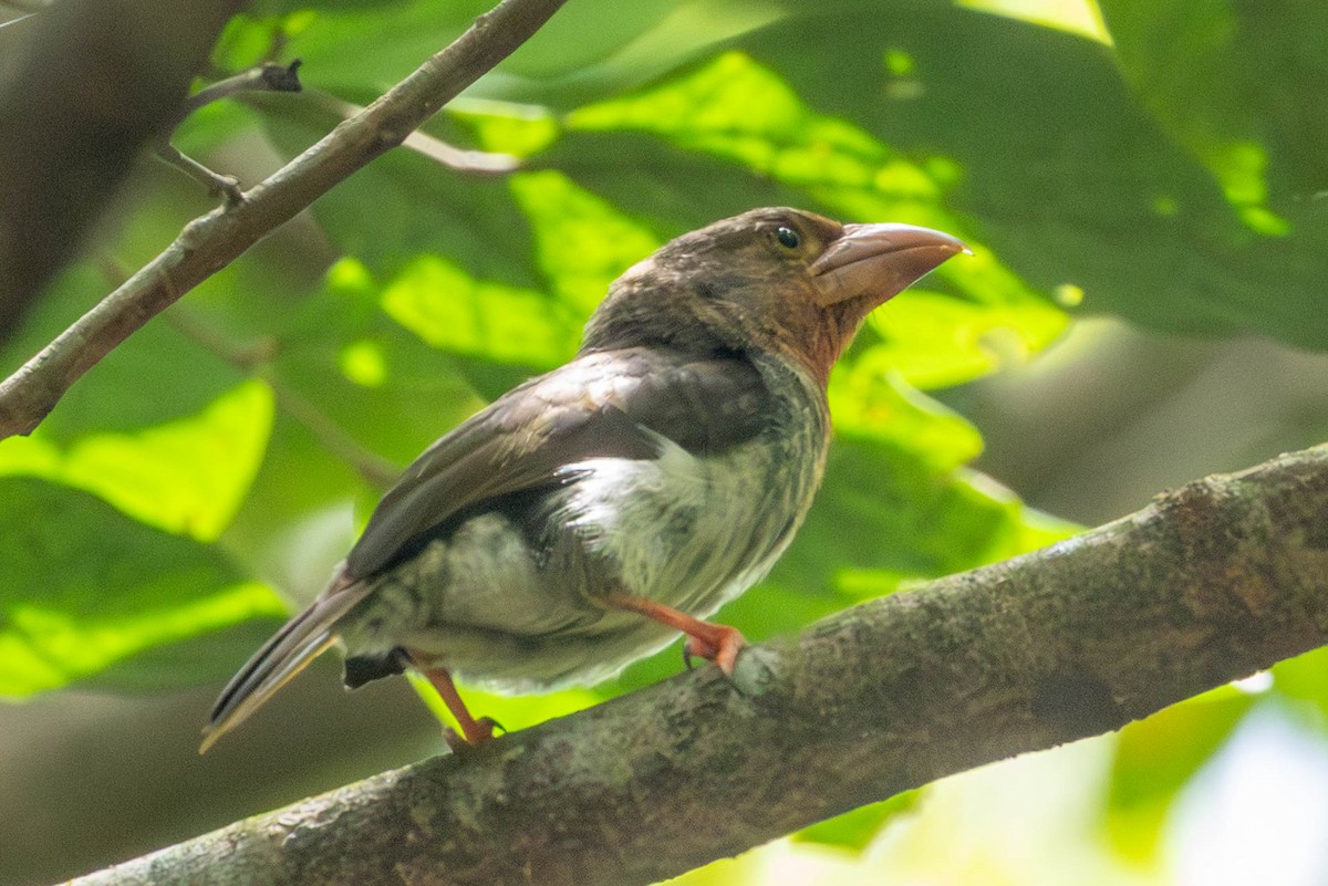 Brown Barbet - ML642781748