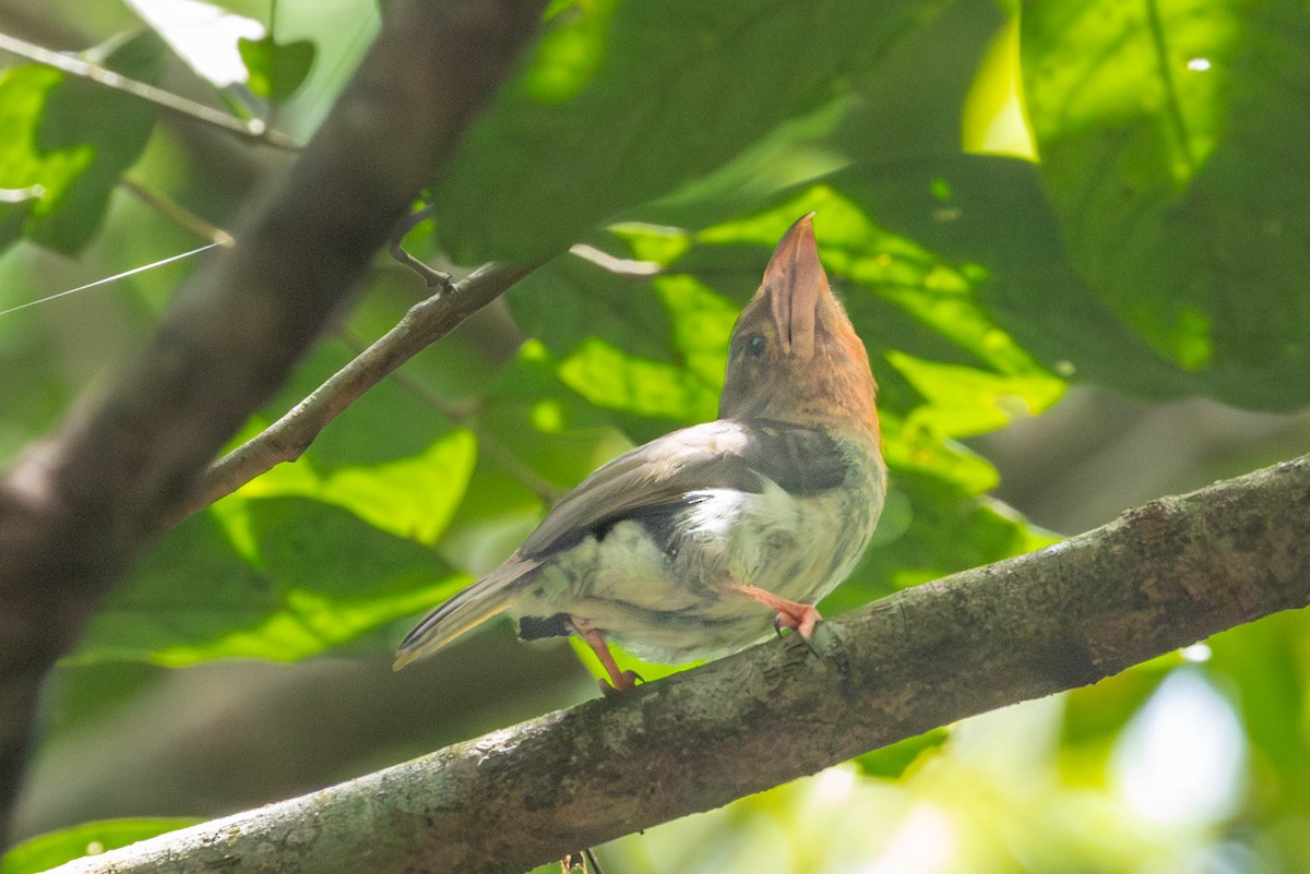 Brown Barbet - ML642781754