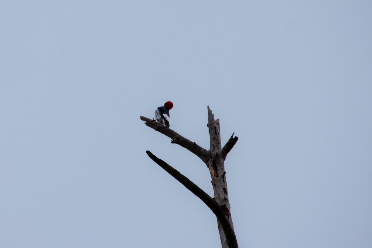 Red-headed Woodpecker - ML642781755