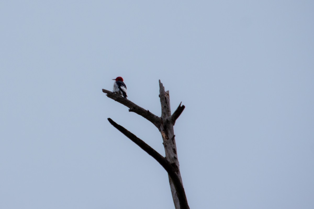 Red-headed Woodpecker - ML642781756