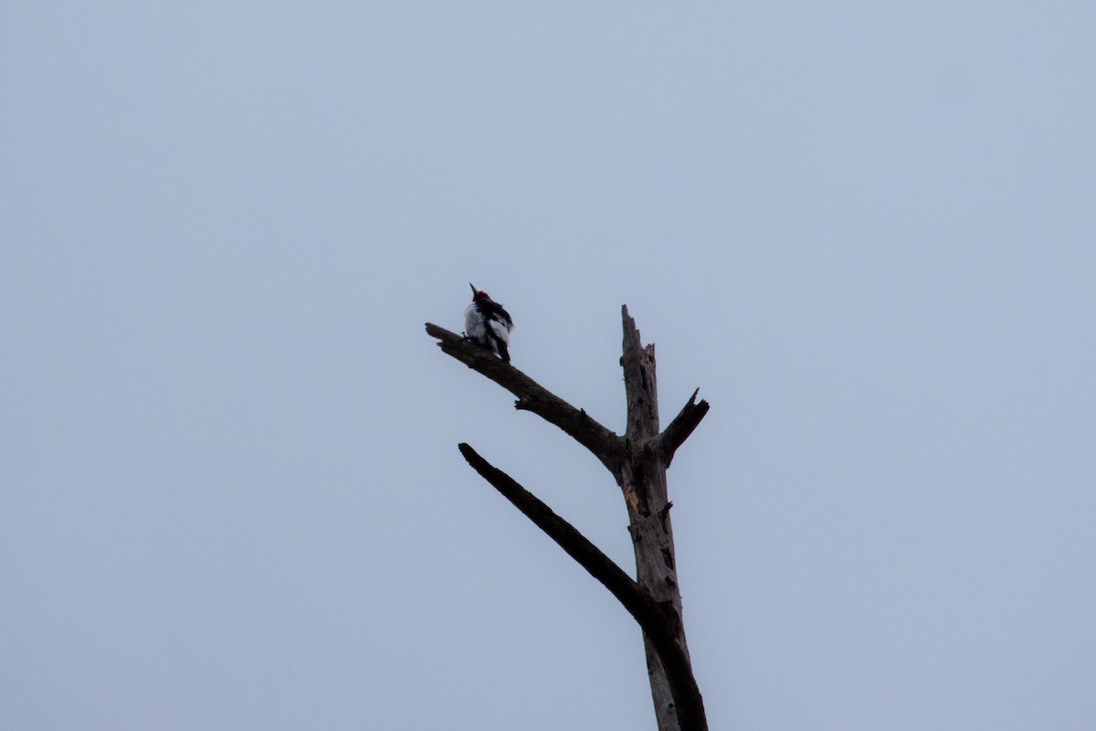 Red-headed Woodpecker - ML642781757