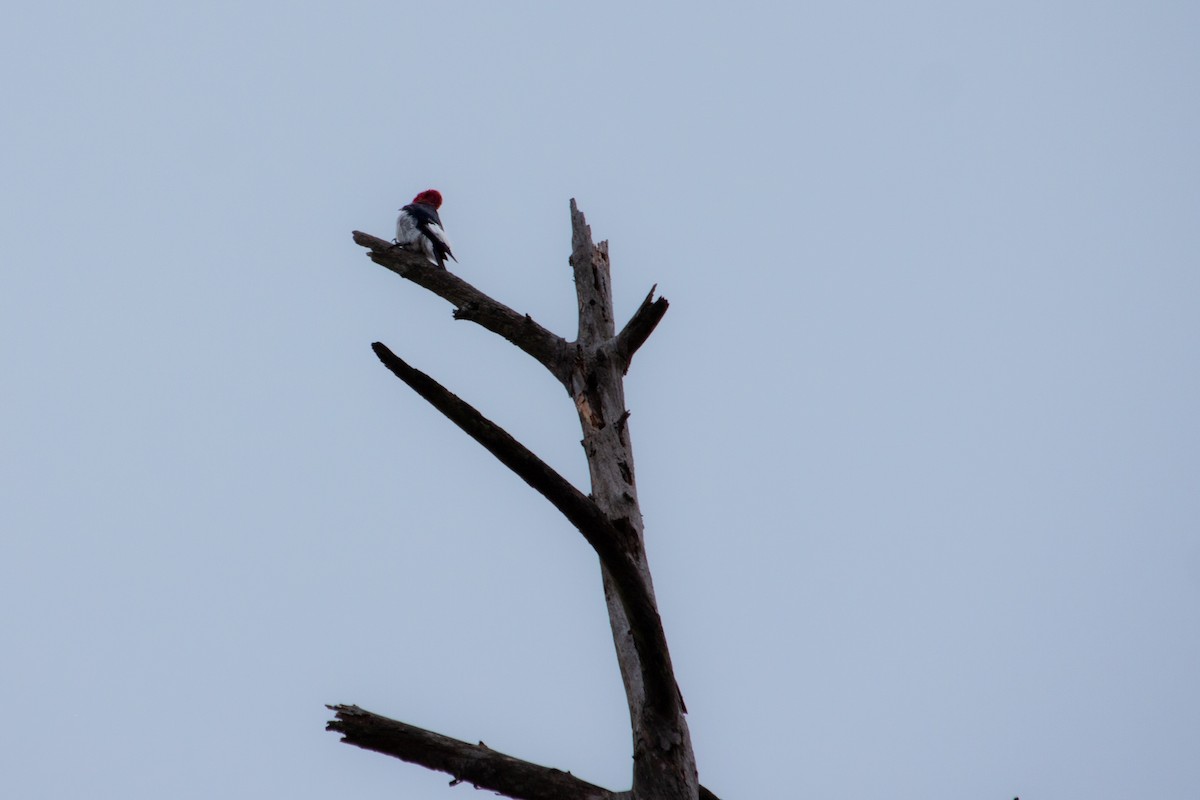 Red-headed Woodpecker - ML642781758