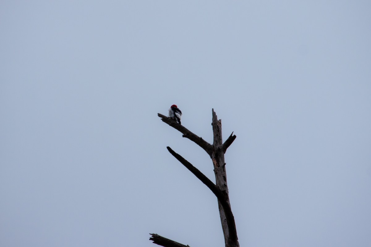 Red-headed Woodpecker - ML642781759