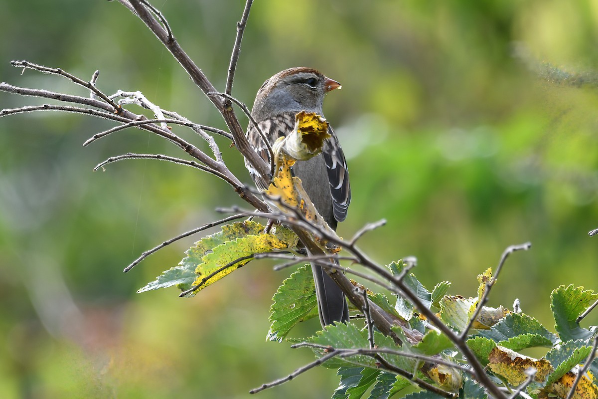 White-crowned Sparrow - ML642781763