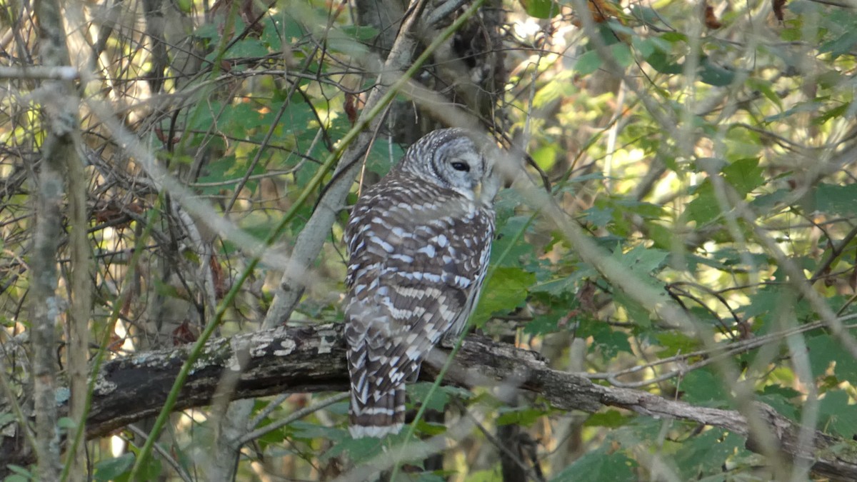 Barred Owl - ML642781800