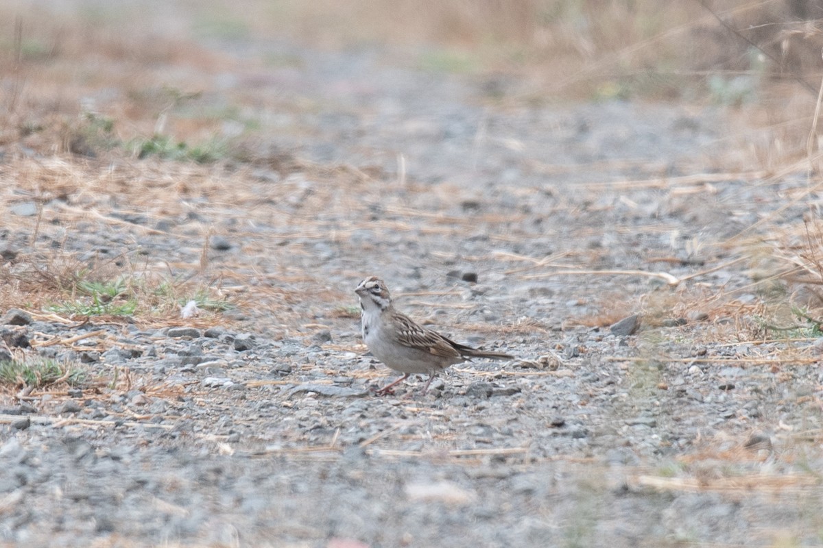 Lark Sparrow - ML642781803