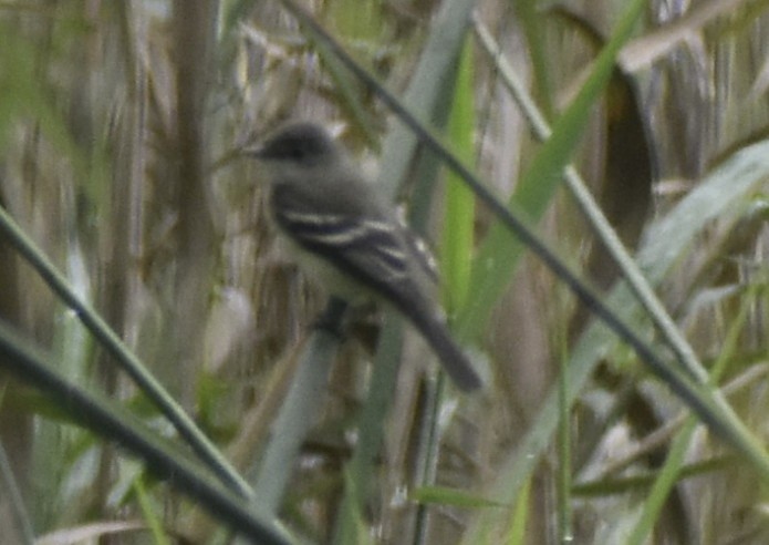 Willow Flycatcher - ML642781816