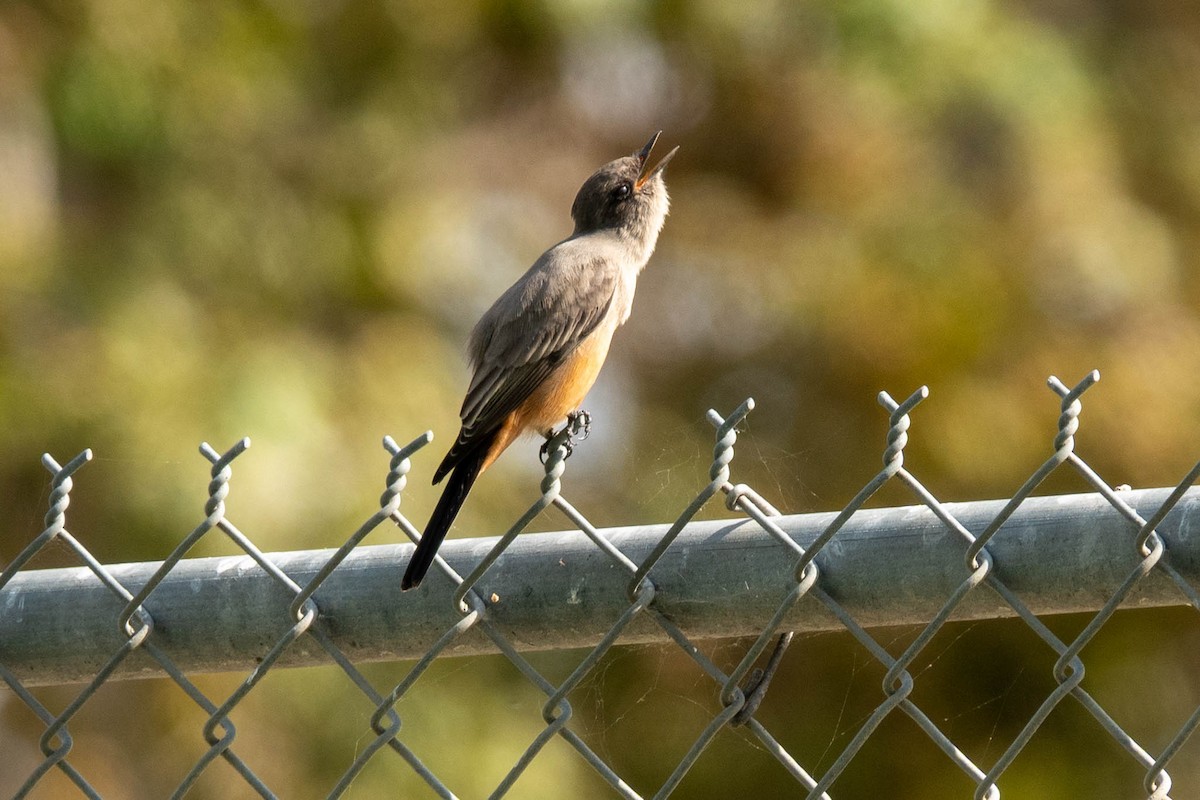 Say's Phoebe - ML642781827