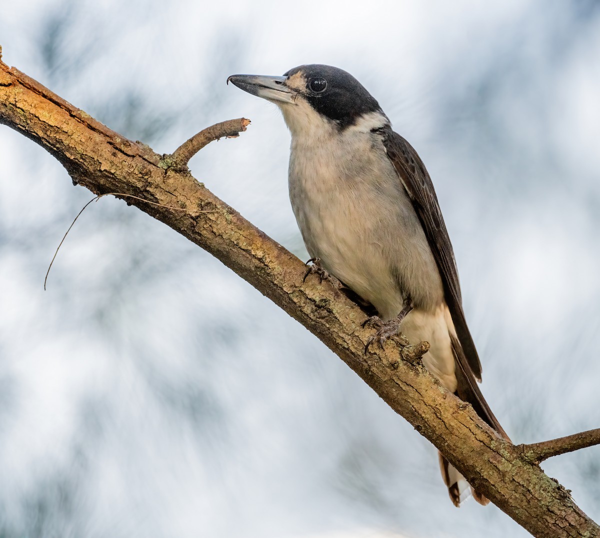 Gray Butcherbird - ML642781829