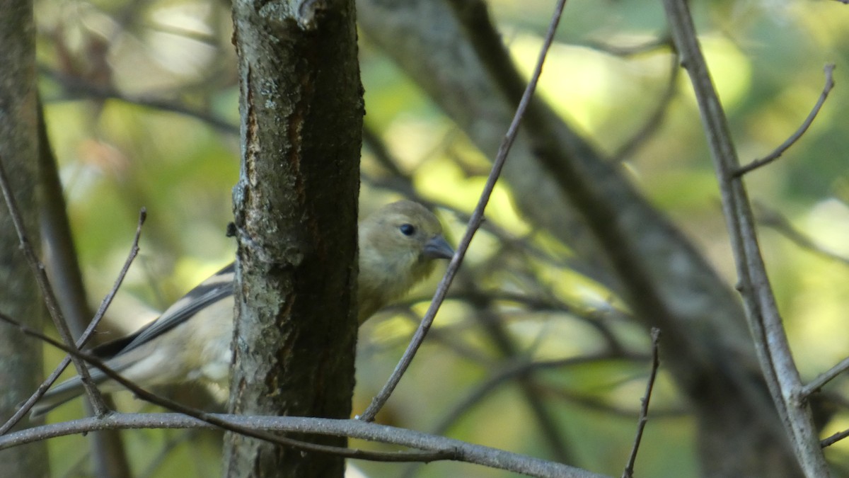 American Goldfinch - ML642781842