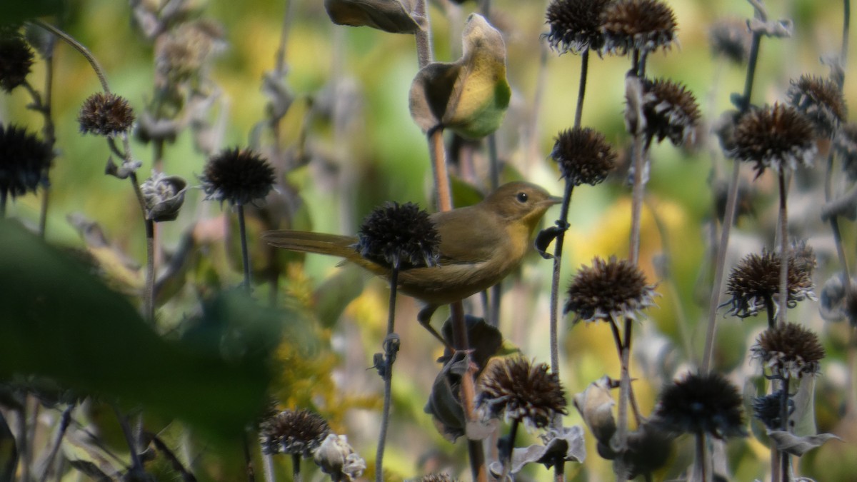 Common Yellowthroat - ML642781867