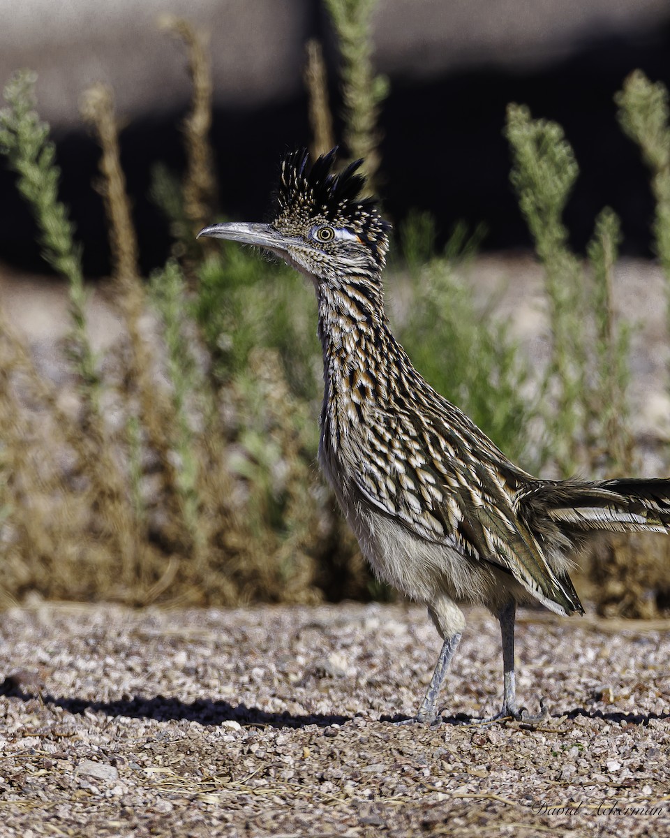 Greater Roadrunner - ML642781901
