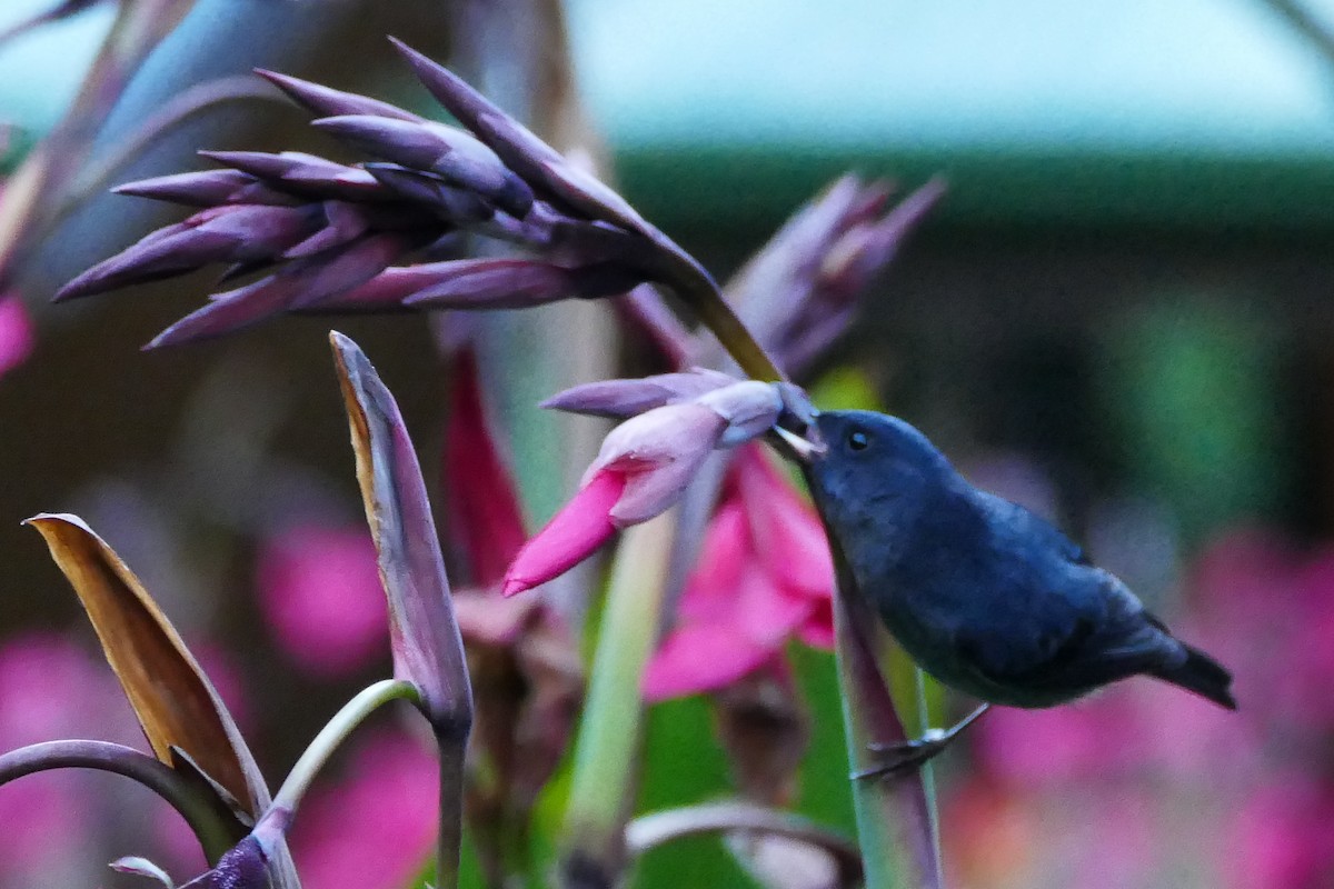 Slaty Flowerpiercer - ML642781926