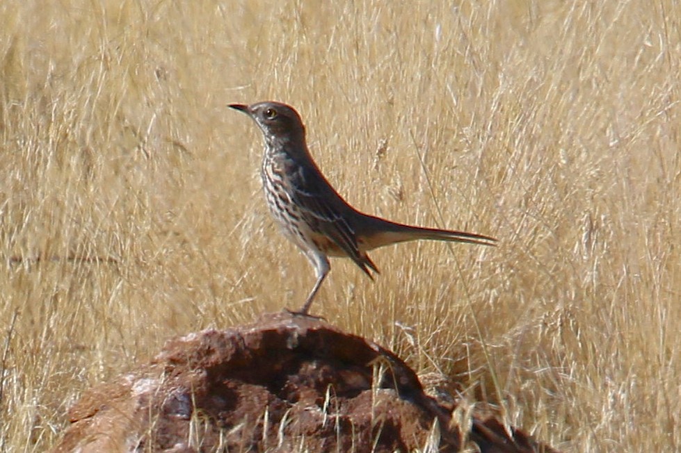 Sage Thrasher - ML642781927