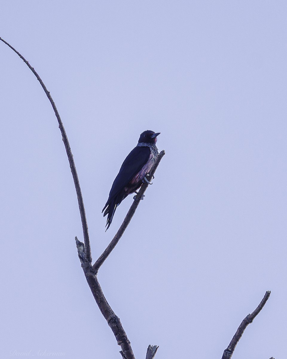 Lewis's Woodpecker - ML642781961
