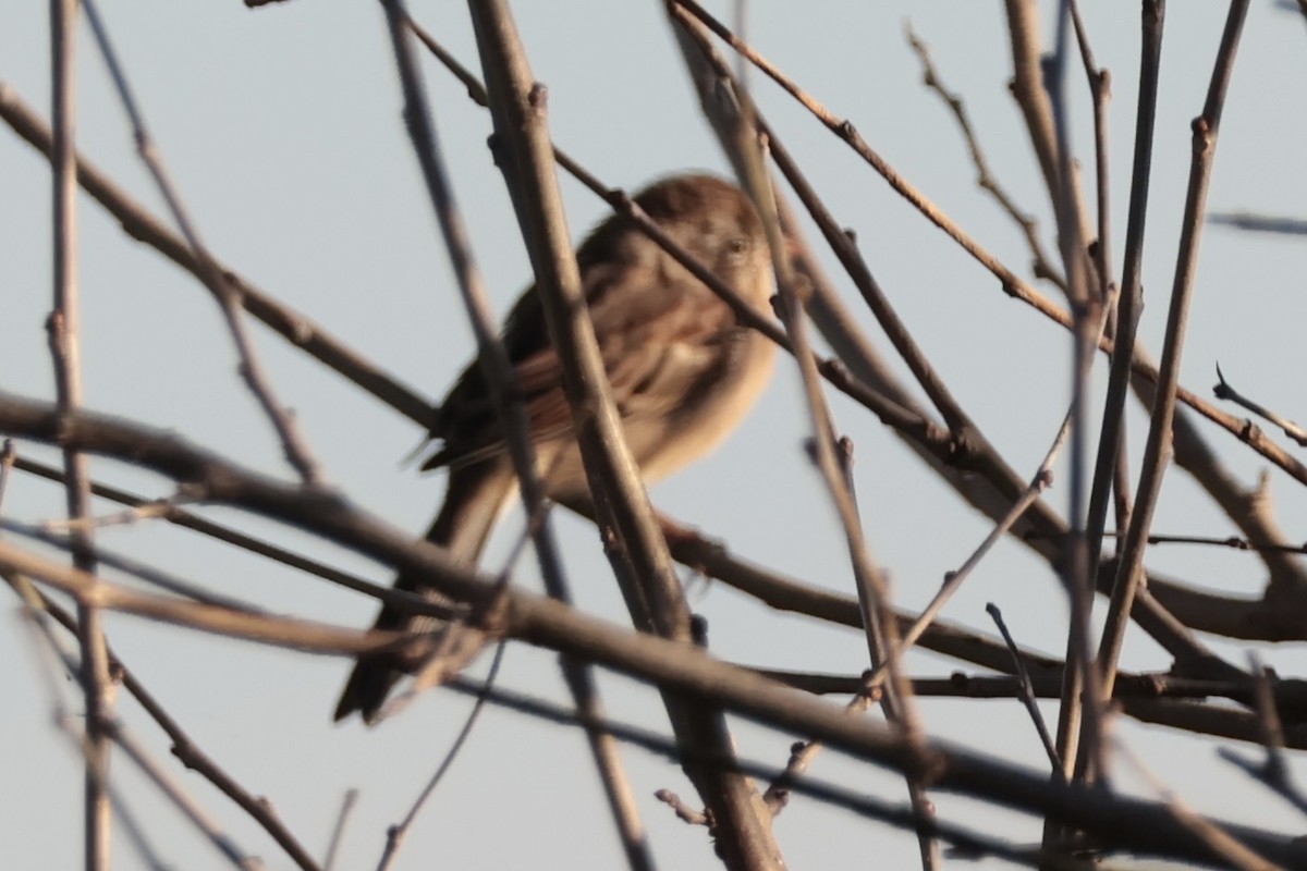 Field Sparrow - ML642781967