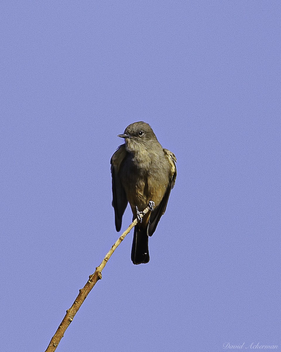 Say's Phoebe - ML642781978