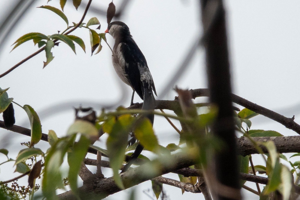 Pin-tailed Whydah - ML642781979