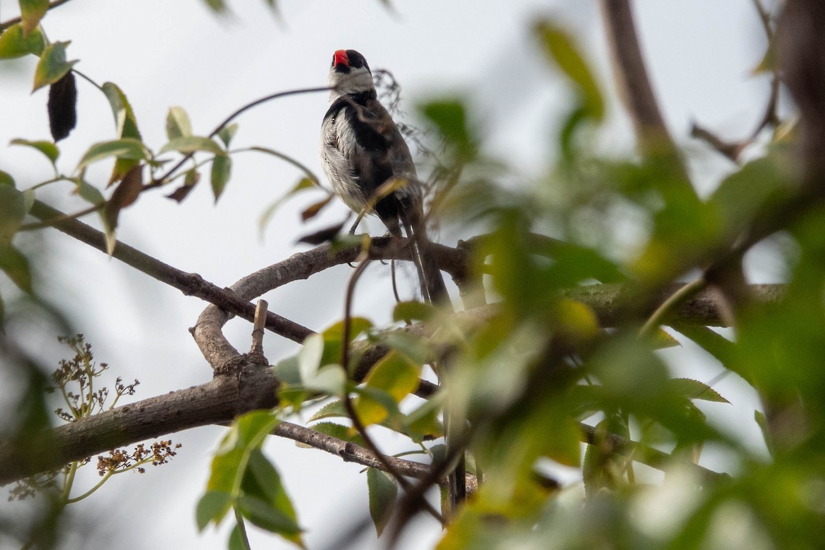 Pin-tailed Whydah - ML642781980