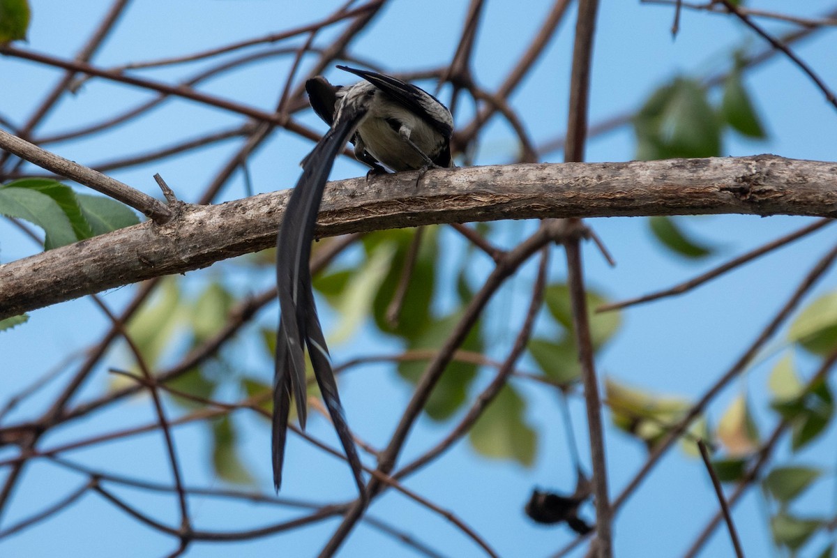 Pin-tailed Whydah - ML642781981