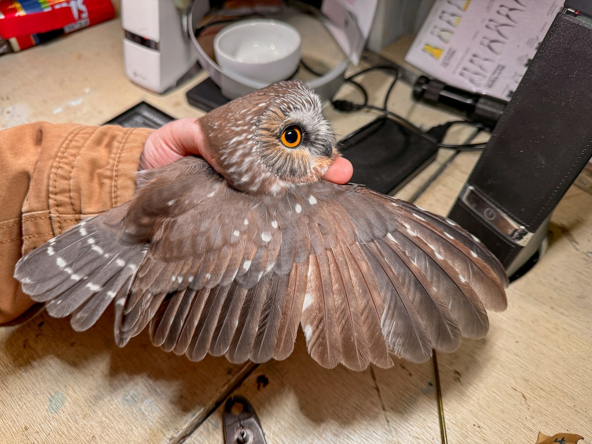 Northern Saw-whet Owl - ML642781984