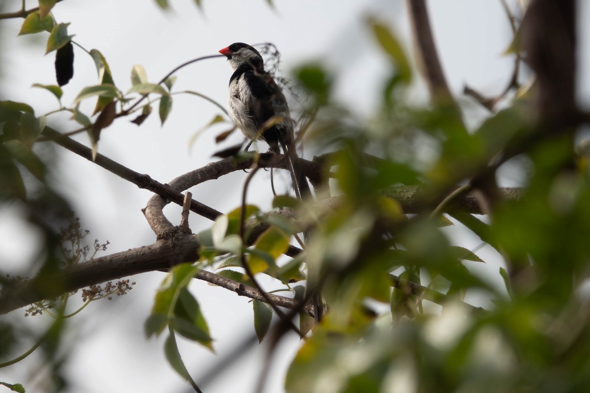Pin-tailed Whydah - ML642781994