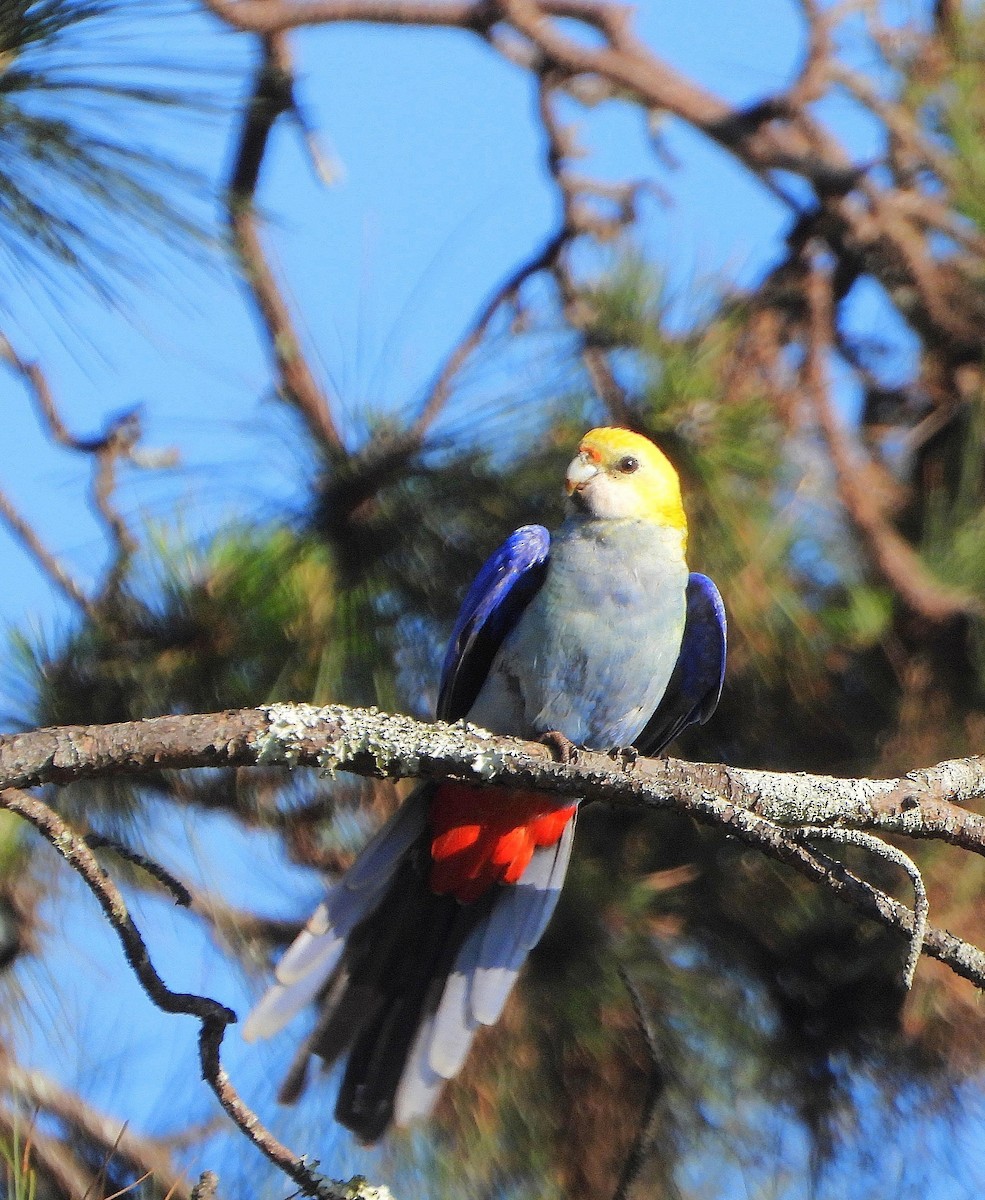 Pale-headed Rosella - ML642782004