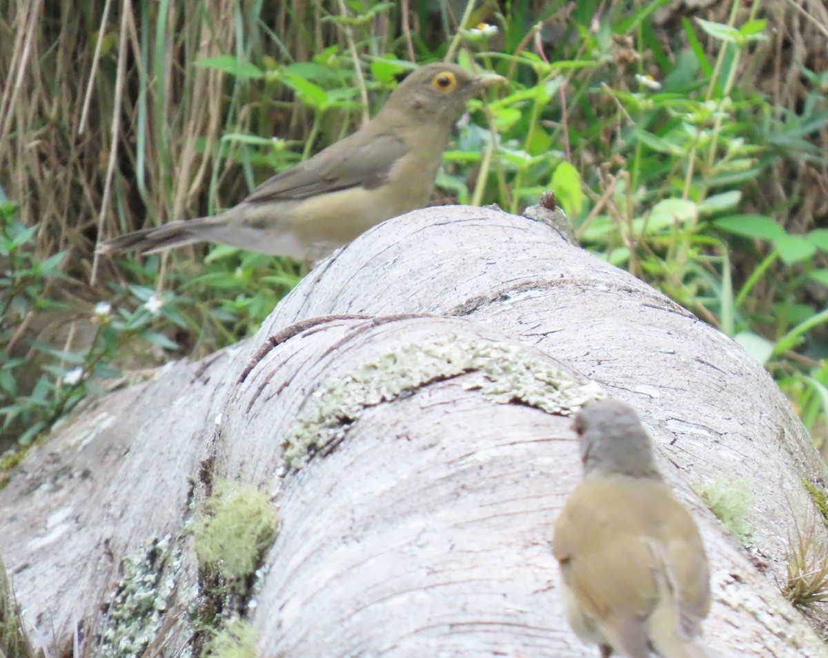 Spectacled Thrush - ML642782006