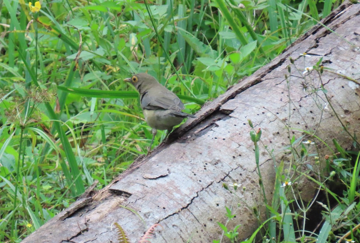 Spectacled Thrush - ML642782007