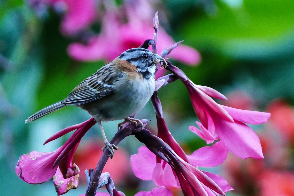 Rufous-collared Sparrow - ML642782026