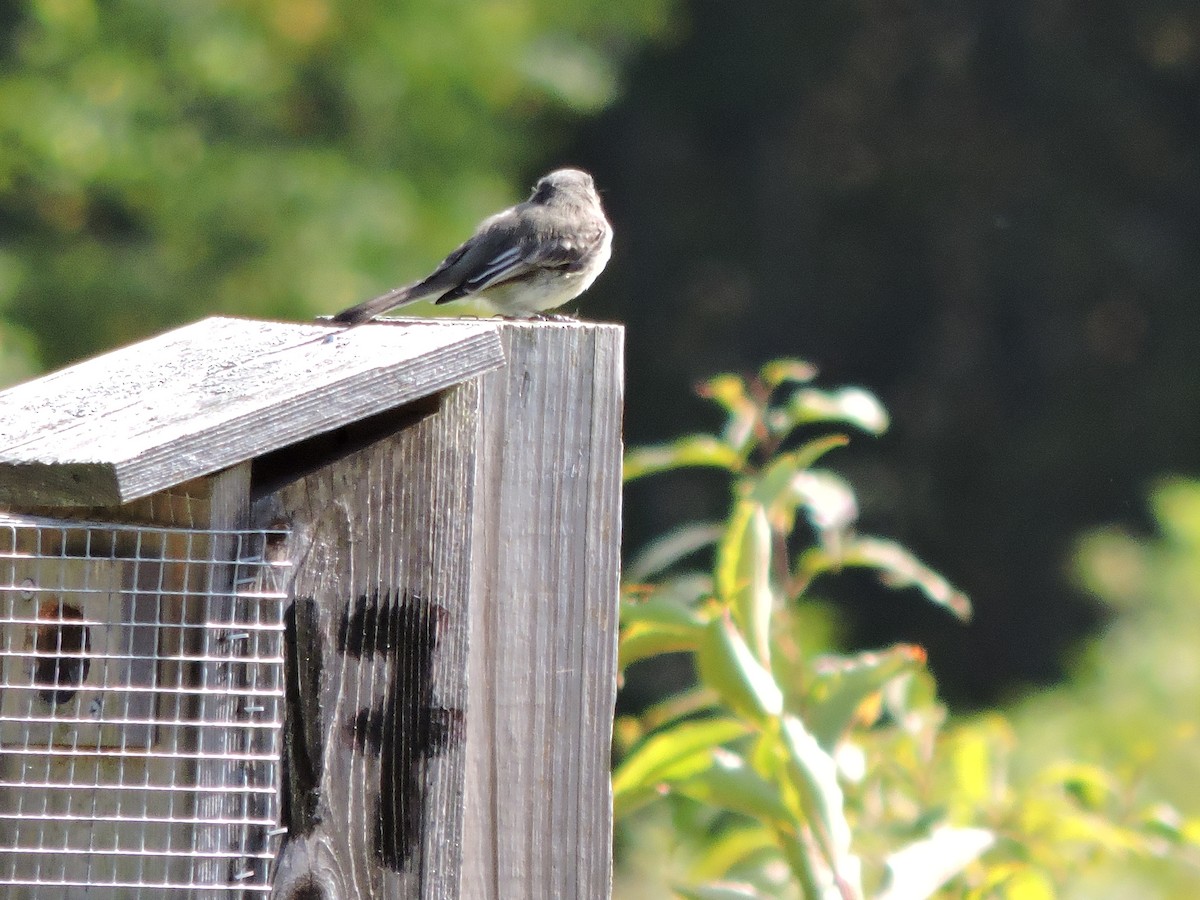Eastern Phoebe - ML642782029