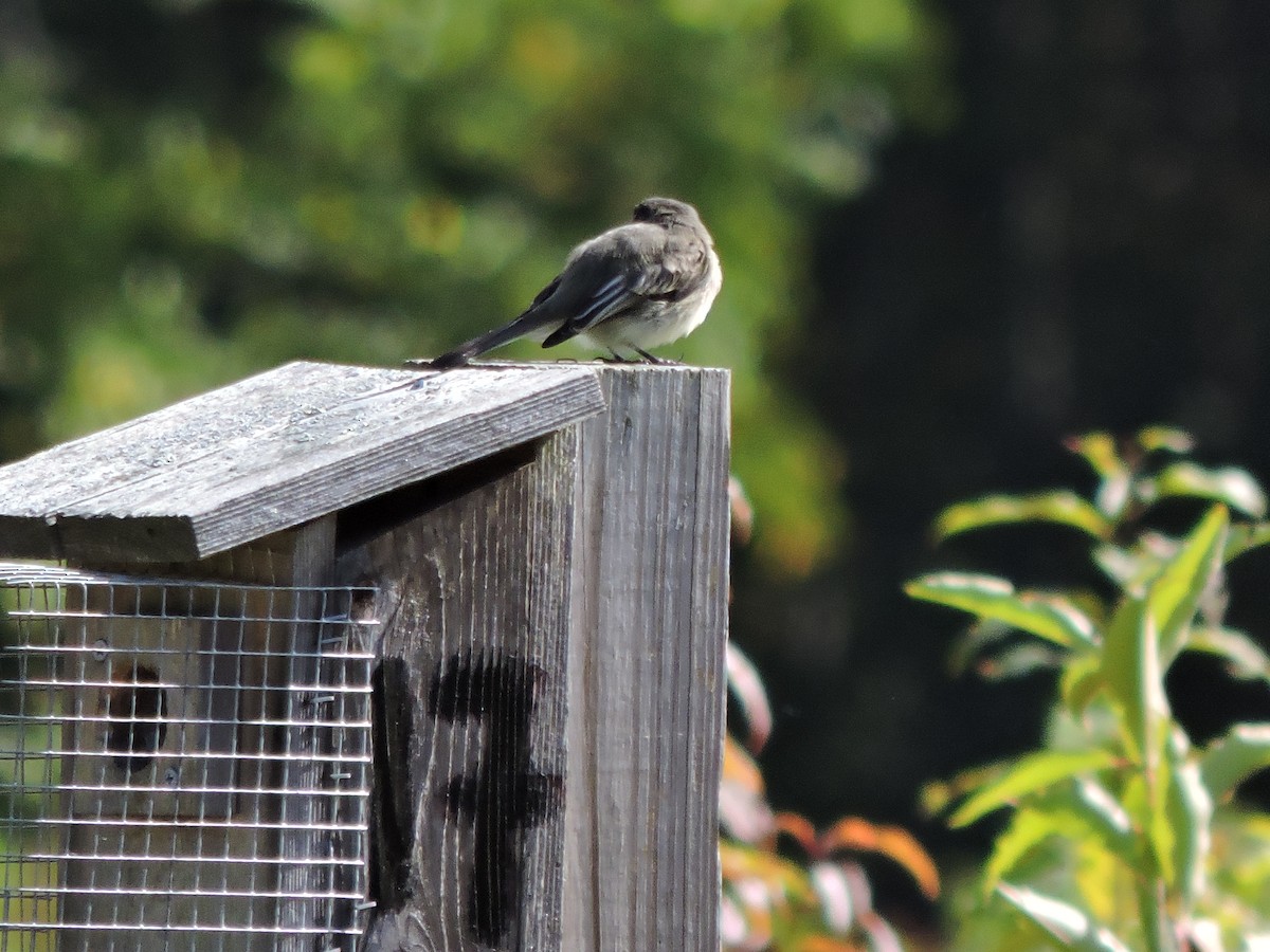 Eastern Phoebe - ML642782035