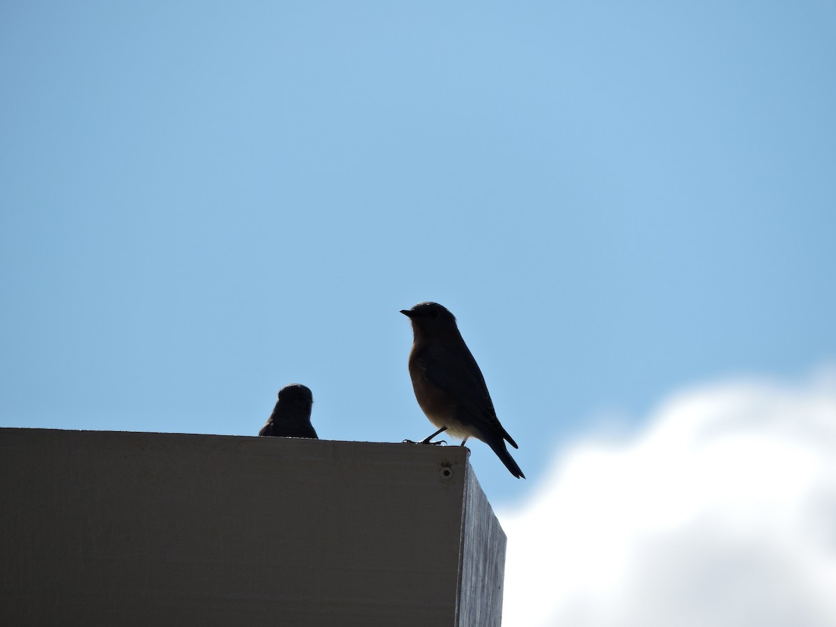 Eastern Bluebird - ML642782065