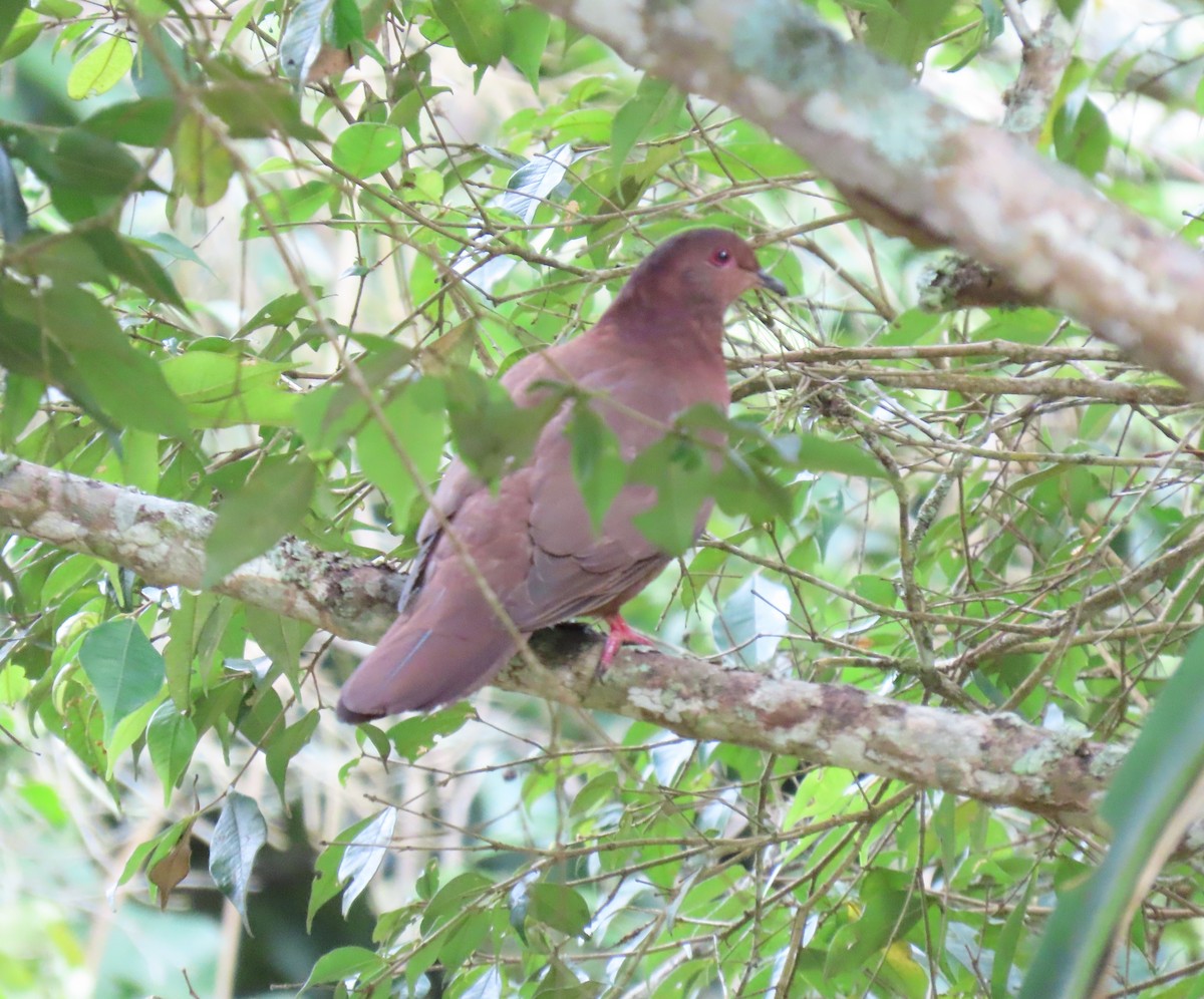 Ruddy Pigeon - ML642782069
