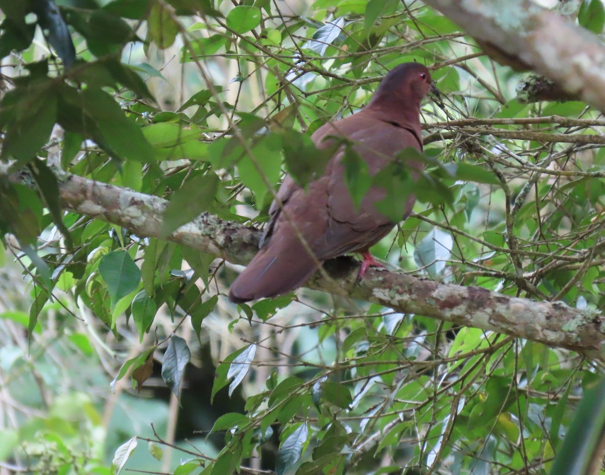 Ruddy Pigeon - ML642782070
