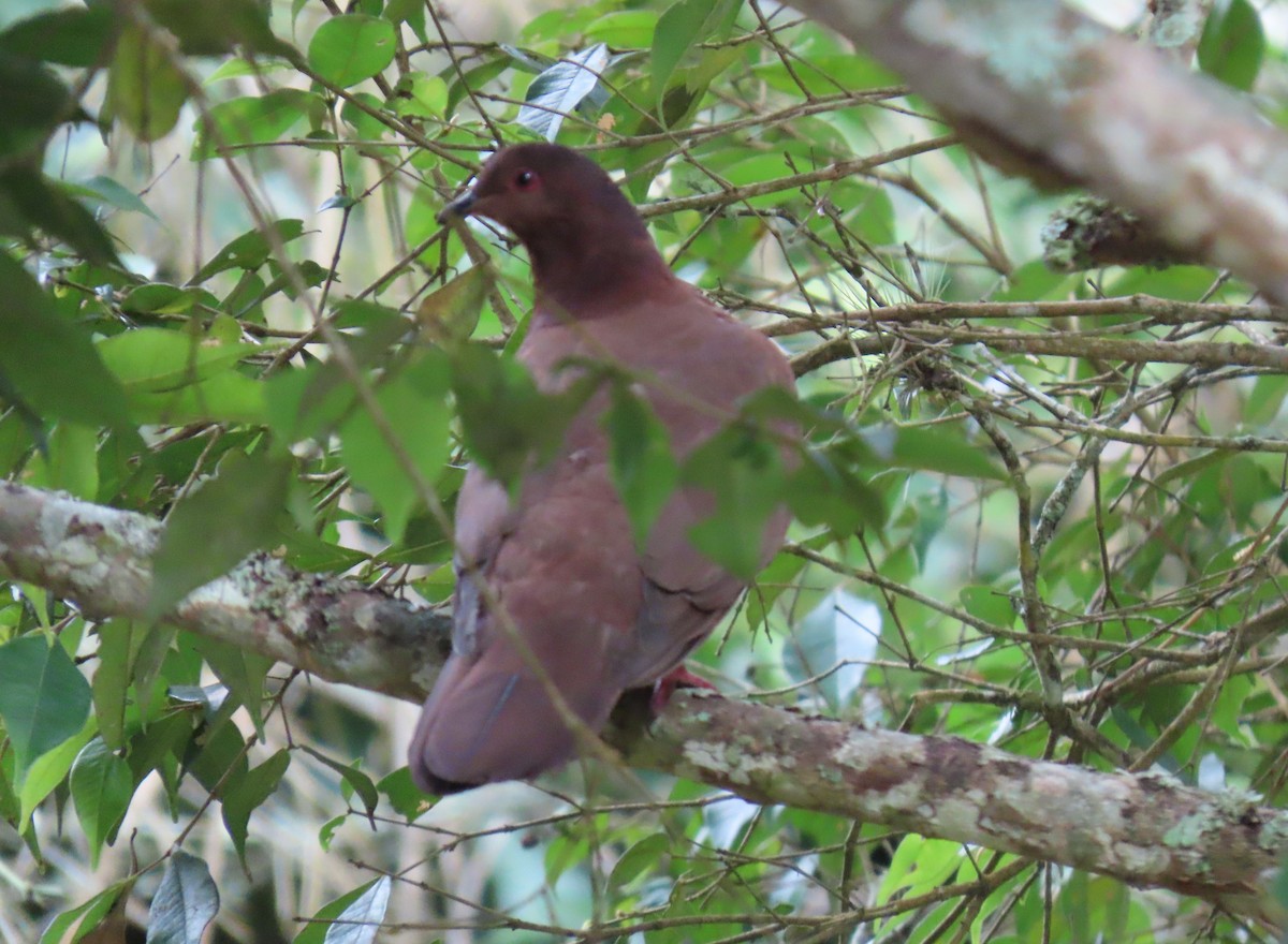 Ruddy Pigeon - ML642782071