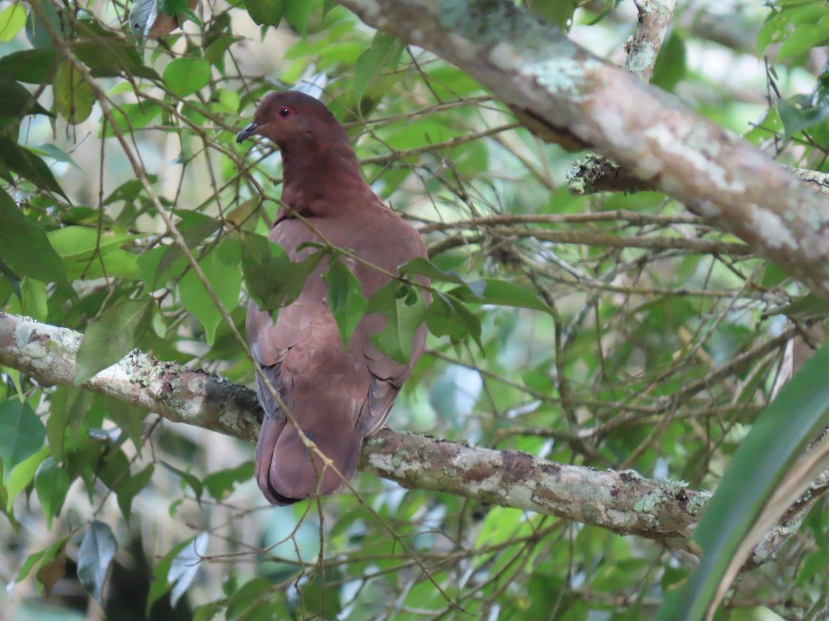 Ruddy Pigeon - ML642782072