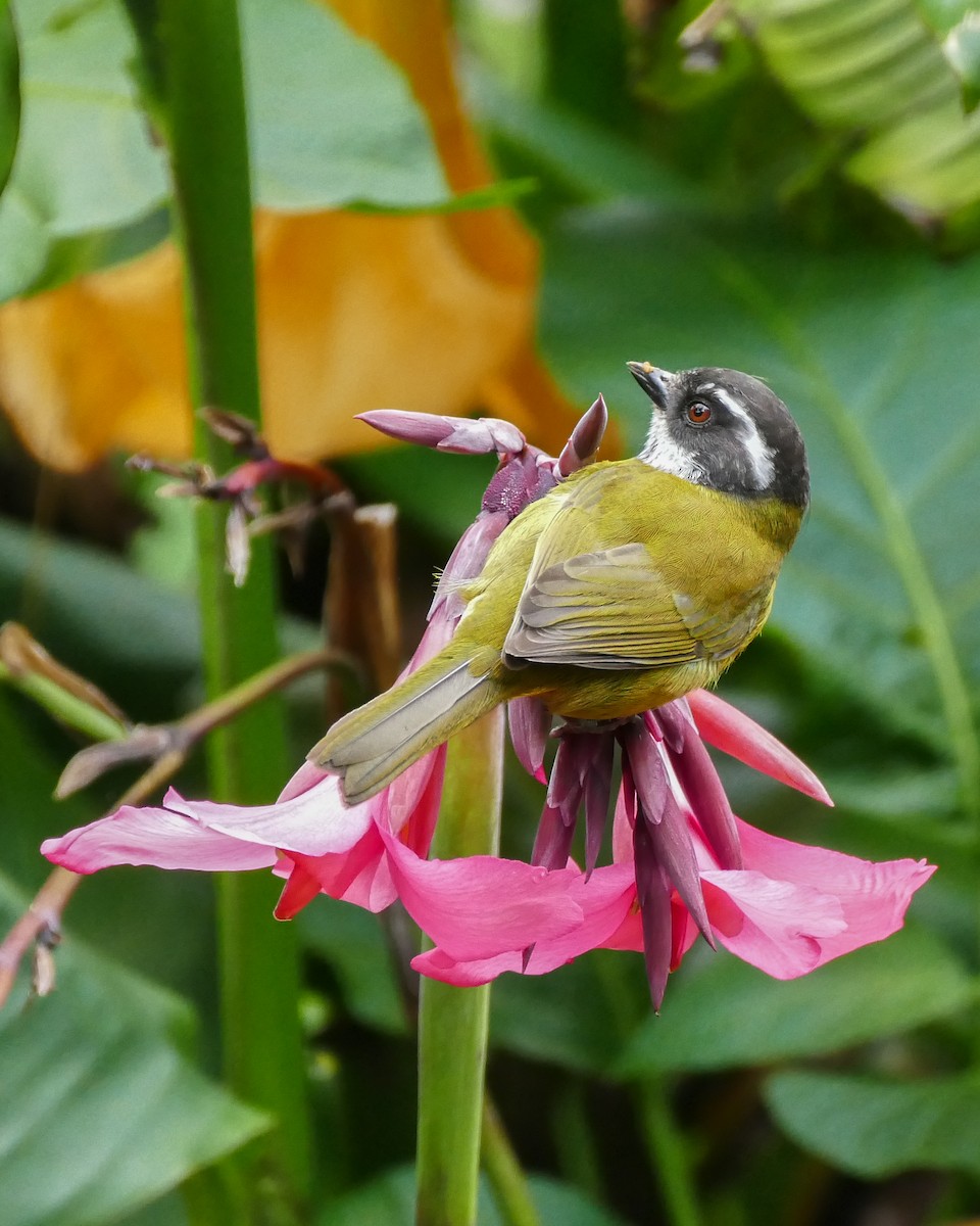 Sooty-capped Chlorospingus - ML642782073