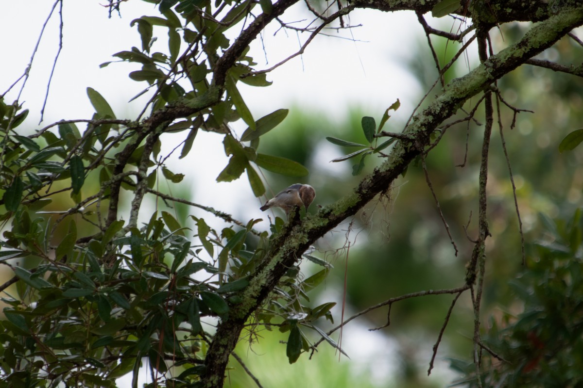 Brown-headed Nuthatch - ML642782080