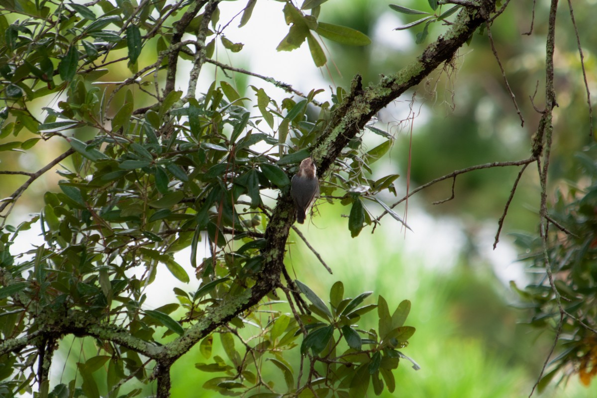 Brown-headed Nuthatch - ML642782083