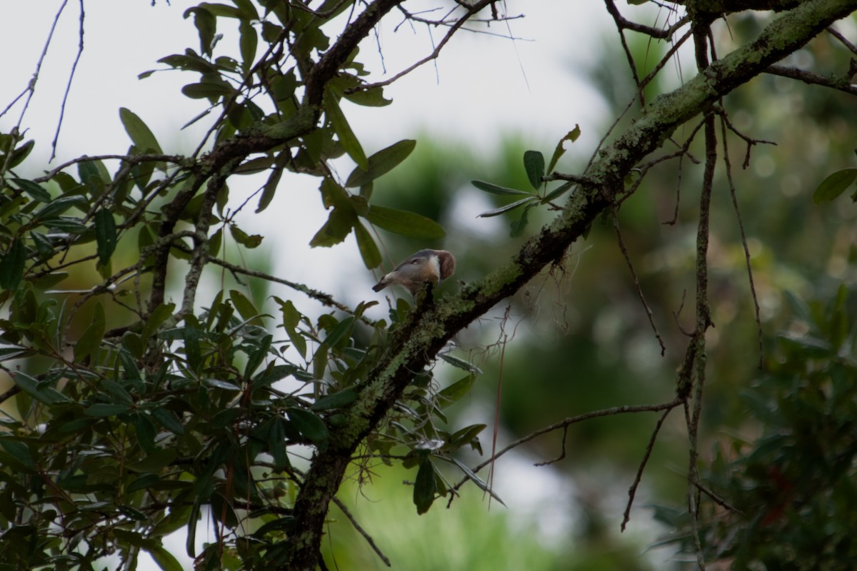 Brown-headed Nuthatch - ML642782085