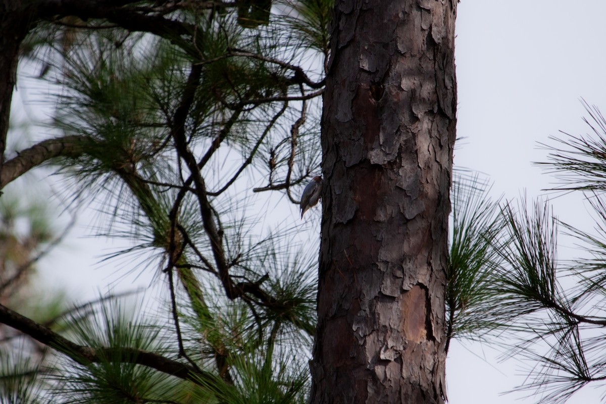 Brown-headed Nuthatch - ML642782087