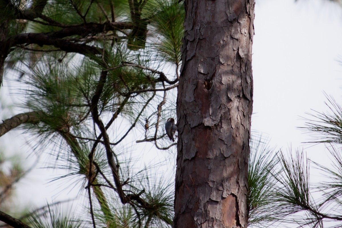 Brown-headed Nuthatch - ML642782088
