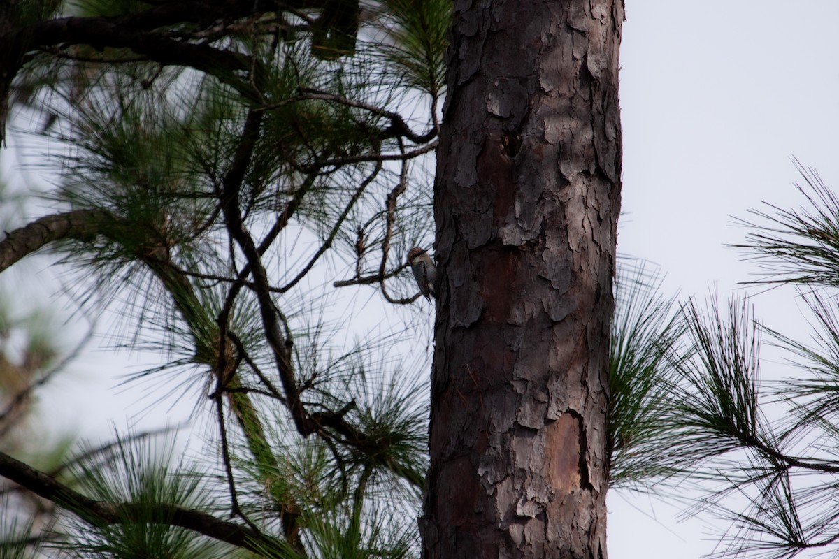 Brown-headed Nuthatch - ML642782089